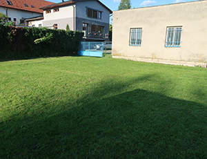 tráva